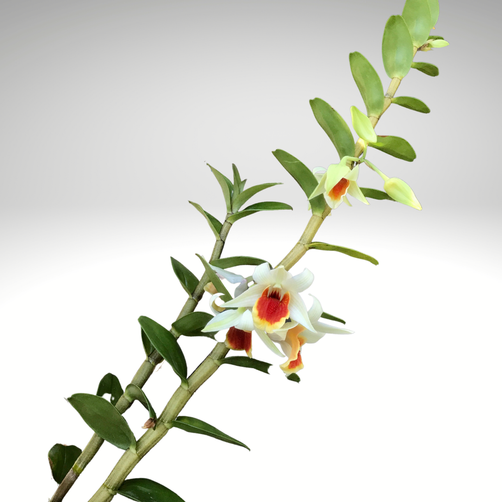 Den. QF Makani — Palmer Orchids